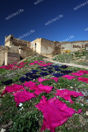 The fresh Leather gets dry on the sun near Leather production in front of the Citywall in the old City in the historical Town of Fes in Morocco in north Africa.