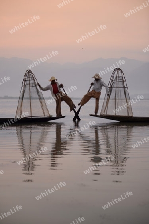 Fishermen at sunrise in the Landscape on the Inle Lake in the Shan State in the east of Myanmar in Southeastasia.