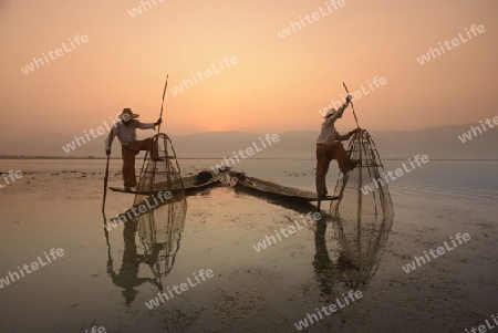 Fishermen at sunrise in the Landscape on the Inle Lake in the Shan State in the east of Myanmar in Southeastasia.