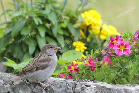 Vogelf?tterung