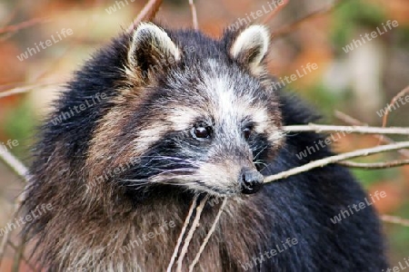 Waschb?r - Raccoon