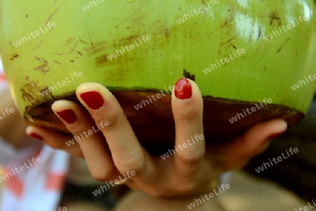 A Coconut in the City of Siem Riep neat the Ankro Wat Temples in the west of Cambodia.