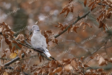 Tuerkentaube, Streptopelia decaocto