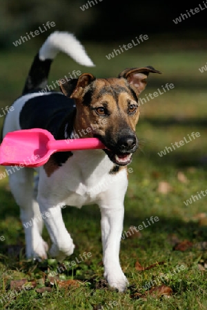 Jack Russel Terrier apportiert Schaufel