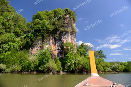 The mangroves at a lagoon near the City of Krabi on the Andaman Sea in the south of Thailand. 