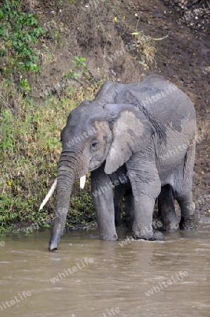 Afrikanische Elefanten (Loxodonta africana), Mutter mit Jungtier beim durchqueren des Mara Flusses, Masai Mara, Kenia, Afrika