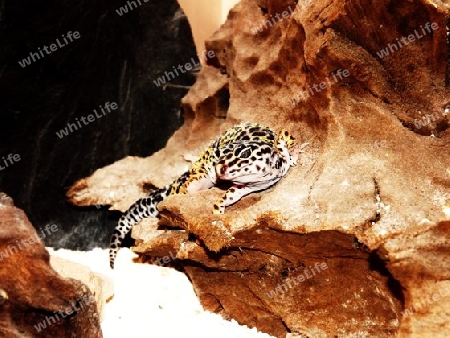 Leopard, Leopardgecko, Gecko, Echse, Reptilien, Exoten, Haustiere, Farbe, Natur, Indien