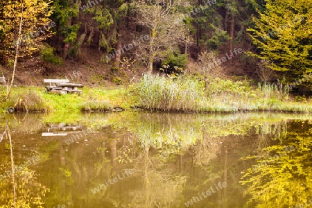 Herbst am Waldteich