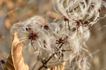 flauschige Waldrebe - Samen