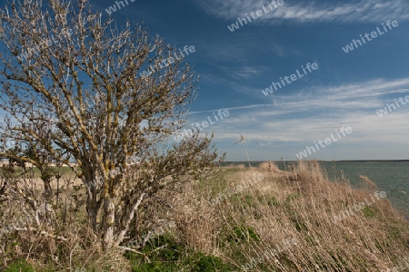 Am Boddstetter Bodden, Nationalpark Vorpommersche Boddenlandschaft, Deutschland