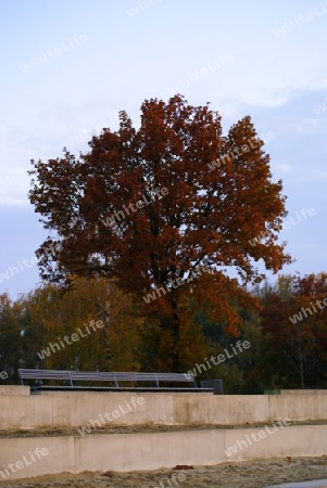 Herbst Baum