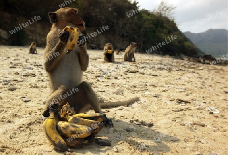 Wilde Affen auf der Monkey Island im Khao Sam Roi Yot Nationalpark am Golf von Thailand im Suedwesten von Thailand in Suedostasien.