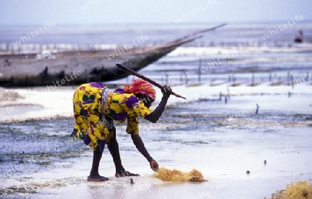 Eine Frau bearbeitet Kokosnuss Fasern in den Seegras Plantagen in Bwejuu im osten der Insel Zanzibar im Indischen Ozean in Tansania in Afrika.