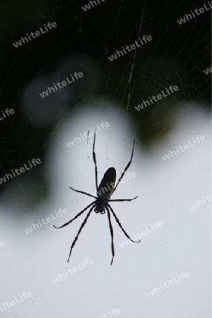 Suedamerika, Karibik, Venezuela, Isla Margarita, Pedro Gonzalez, Eine Spinne am Strand des Fischerdorfes Pedro Gonzalez an der Karibik auf der Isla Margarita