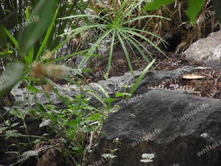 Nilkrokodil, Krokodil, Reptilien, Echse, in, Tsavo, West, Kenya, Kenia, Afrika