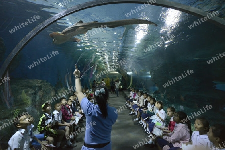 Das Siam Ocean World Aquarium in der Hauptstadt Bangkok von Thailand in Suedostasien.