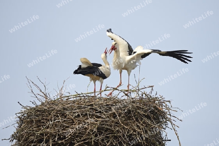 Wei?st?rche (Ciconia ciconia), Begr?ssung am  Nest, Storchendorf Linum, Brandenburg, Deutschland, Europa, oeffentlicherGrund