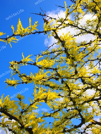 gelb auf blauem Hintergrund