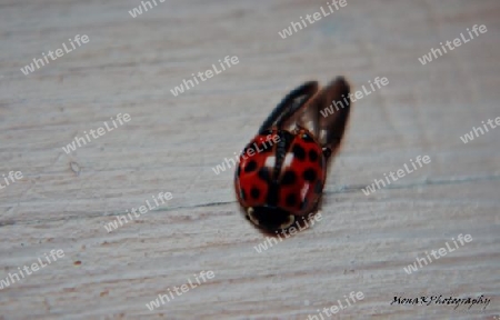 Ladybug