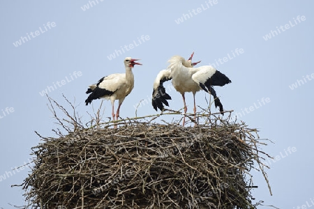 Wei?st?rche (Ciconia ciconia), Begr?ssung am  Nest, Storchendorf Linum, Brandenburg, Deutschland, Europa, oeffentlicherGrund