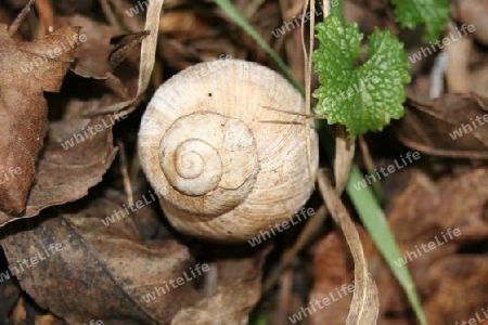 Weinbergschnecke