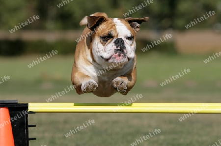 flying Bulldog