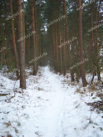 Verschneiter Waldweg