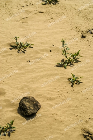 Strand mit Kn?terich