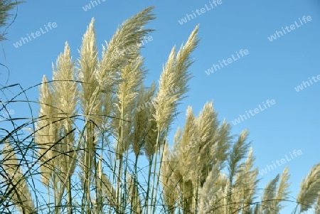 feather grass waving swiftly under the blue sky