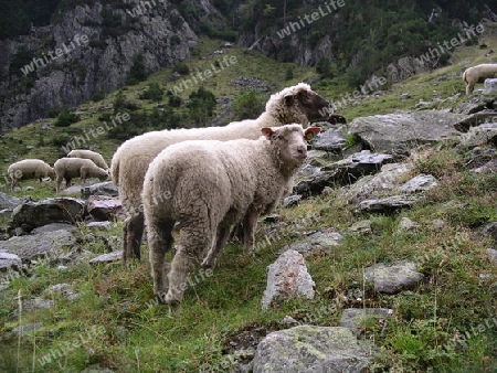 Schafe bei der Trift