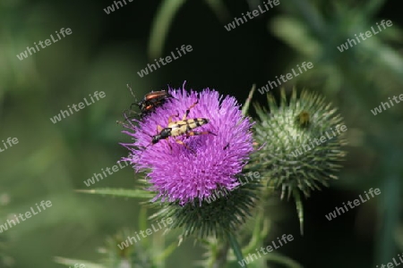 Alpenbock (Rosalia alpina)