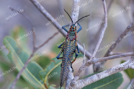 Grashopper