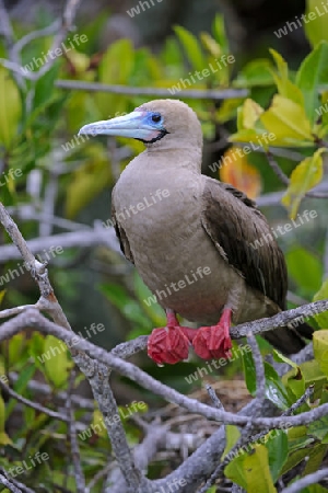 Rotfusst?lpel (Sula sula), braune Form, sitzt auf Zweig, Insel Genovesa, Tower Island, Galapagos Archipel, Ecuador, Suedamerika