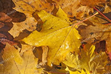 Herbstlaub