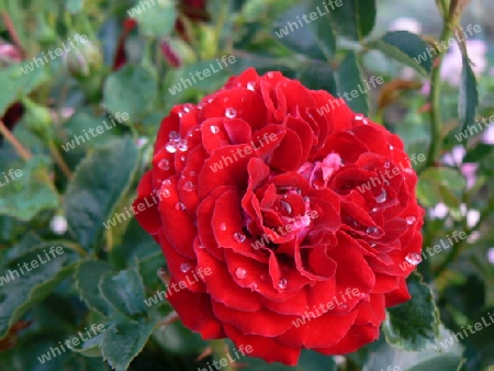 Rote Rose im Regen