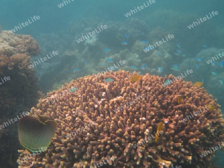 Great Barrier Reef