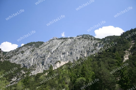 Wilder Fels, Baeume auf seiner Spitze