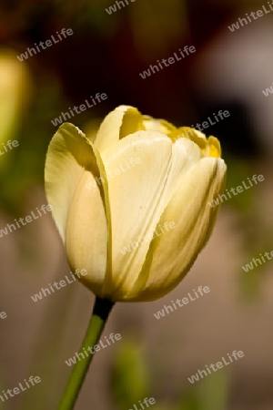 Tulpe