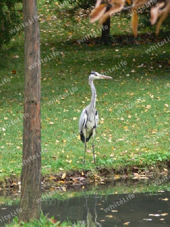 Graureiher am See