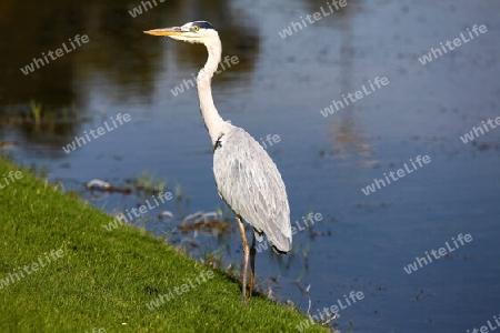 Ein Vogel