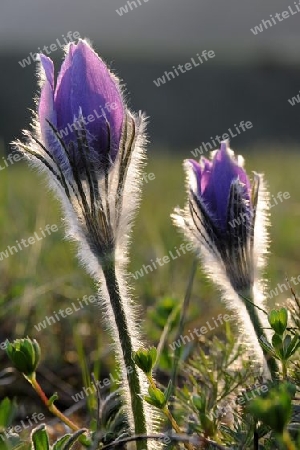 Gew?hnliche K?chenschelle Pulsatilla vulgaris