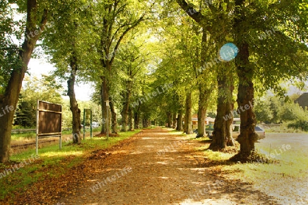 Idyllic forest with gentle light in late summer - Idyllischer Waldweg bei sanftem Lichteinfall im Sp?tsommer