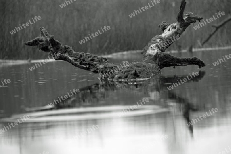 Baum im Wasser