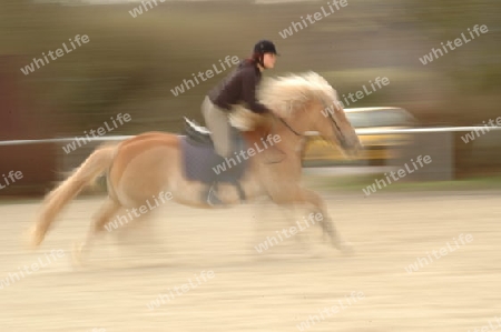 M?dchen auf Haflinger, verwischt