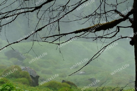 Wald bei Tau