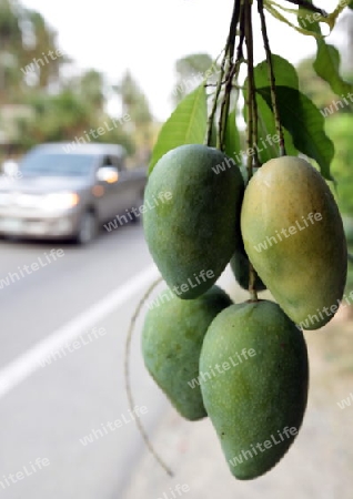 Mangos auf dem Markt des Khao Sam Roi Yot Nationalpark am Golf von Thailand im Suedwesten von Thailand in Suedostasien.