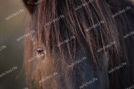 Islandpony