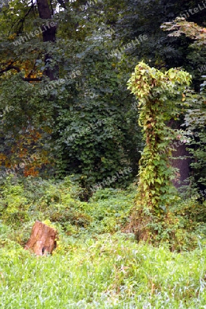 b?ume im naturschutzgebiet