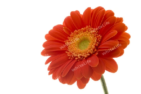 Gerbera