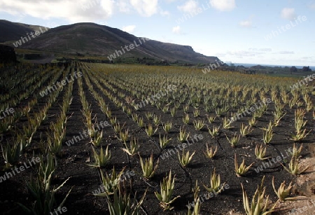 a Aloe Vera cactus Plantation the Island of Lanzarote on the Canary Islands of Spain in the Atlantic Ocean. on the Island of Lanzarote on the Canary Islands of Spain in the Atlantic Ocean.
